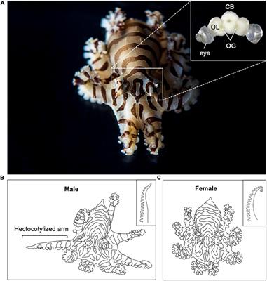 The Lesser Pacific Striped Octopus, Octopus chierchiae: An Emerging Laboratory Model